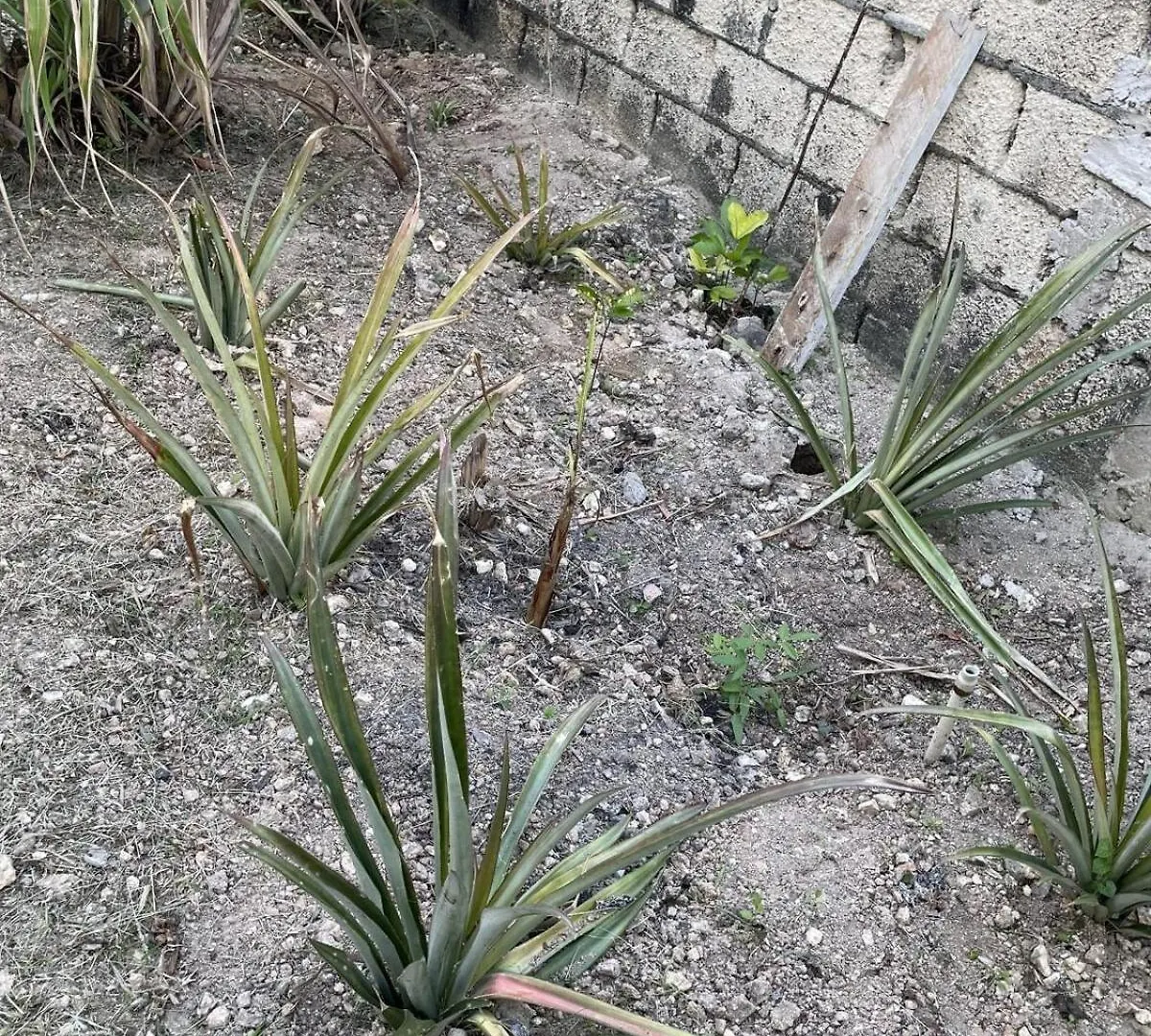 דירות Jade Coast Getaway Near מונטגו ביי